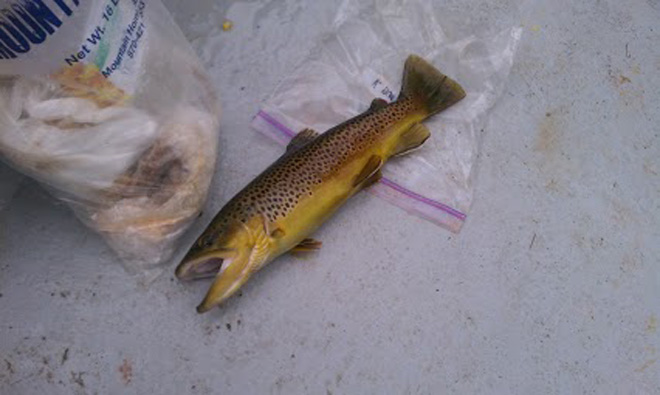 Trout Fishing in and near White River Arkansas