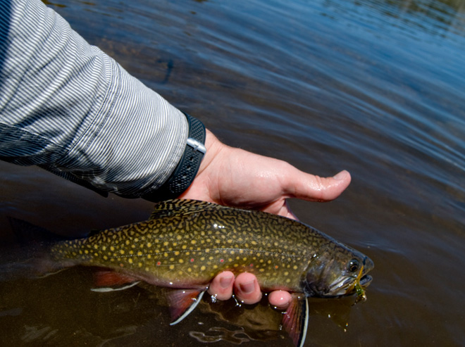 Brook Trout in and near White River Arkansas