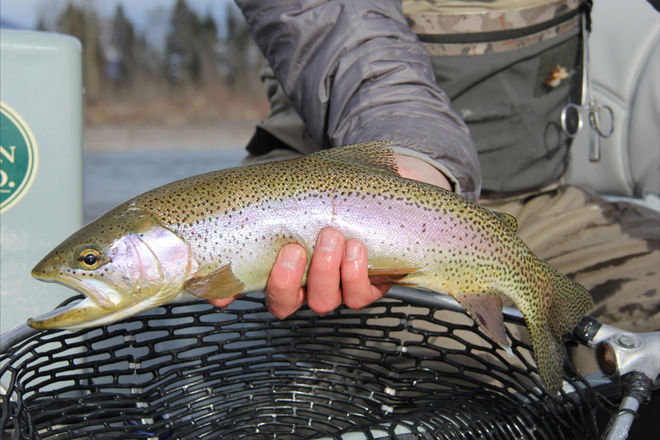 Cutthroat Trout in and near White River Arkansas